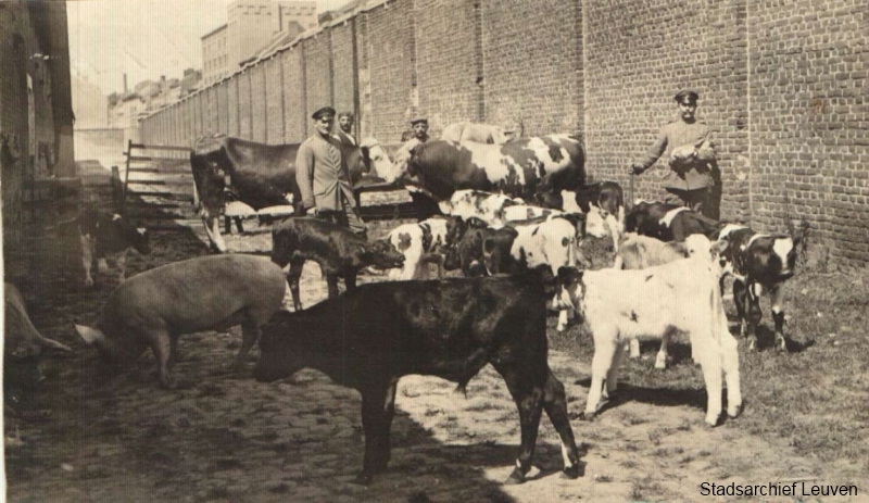 De Duitse bezetter confisqueerde vaak levend vee voor bevoorrading van de eigen troepen (foto Stadsarchief Leuven, collectie Uyyterhoeven, map 88)